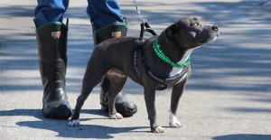 aaaa IMG_4789 ed 444