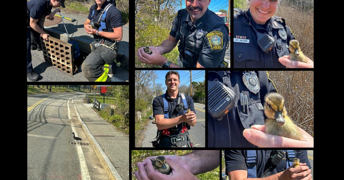 Mother Duck Reunited with Her Ducklings After Hyannis Storm Drain ...